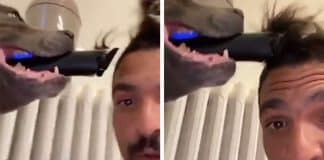 Cão entediado na quarentena vira barbeiro e faz corte de cabelo em seu dono; ASSISTA! Cão entediado na quarentena vira barbeiro e faz corte de cabelo em seu dono; ASSISTA!