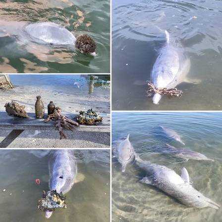 contioutra.com - Quarentena faz golfinhos sentirem ‘saudade’ de humanos e eles deixam ‘presentes’ na areia