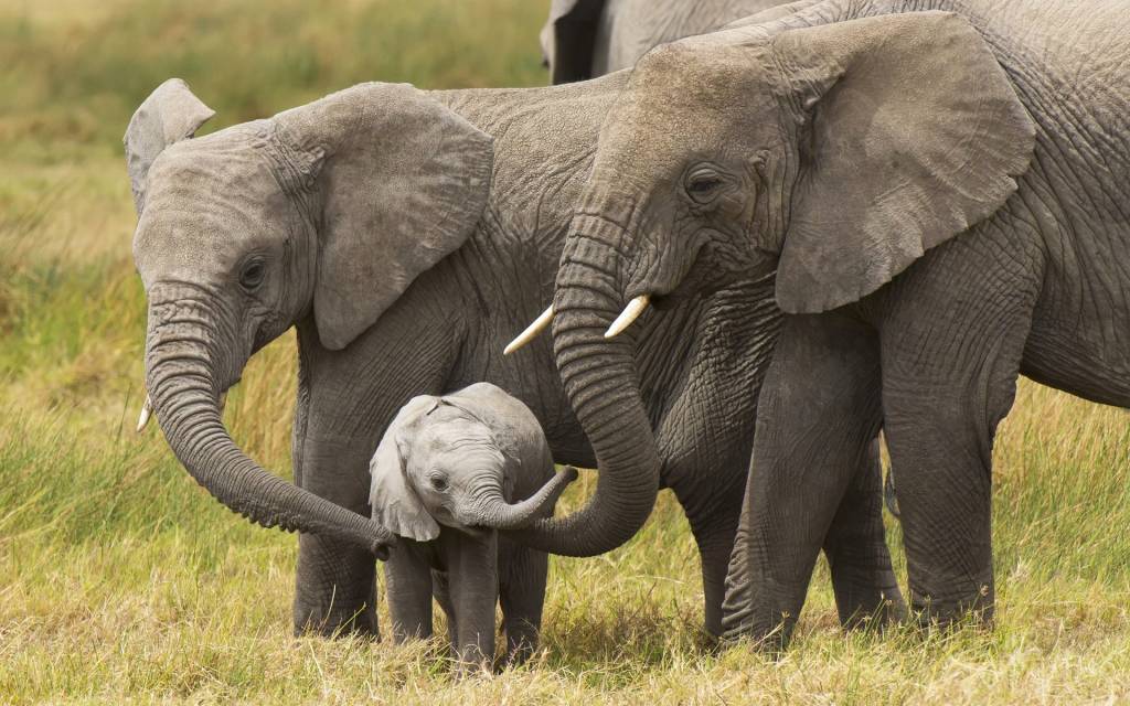 contioutra.com - Triunfo histórico: Venda de elefantes africanos para zoológicos está proibida em todo o mundo