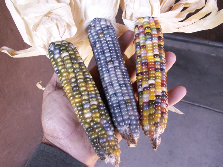 contioutra.com - Este senhor é conhecido como "fazendeiro das cores" por conta de sua plantação de milhos coloridos.