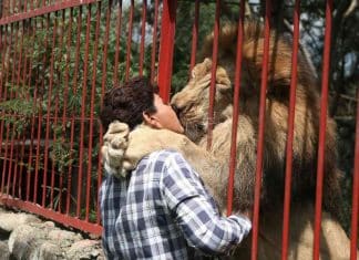 Depois de 20 anos juntos, leão debilitado se despede de sua cuidadora