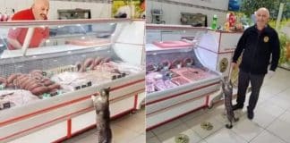 Gata que ia todos os dias ao açougue falece e é homenageada com sua réplica em papelão no local; vídeo Gata que ia todos os dias ao açougue falece e é homenageada com sua réplica em papelão no local; vídeo