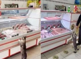 Gata que ia todos os dias ao açougue falece e é homenageada com sua réplica em papelão no local; vídeo