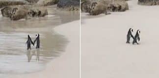 Casal de pinguins é flagrado caminhando de mãos dadas na África do Sul Casal de pinguins é flagrado caminhando de mãos dadas na África do Sul