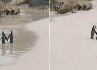 Casal de pinguins é flagrado caminhando de mãos dadas na África do Sul