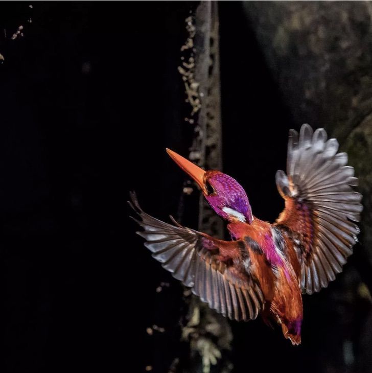 contioutra.com - Cientistas fotografam bebê martim-pescador pela primeira vez; uma das criaturas mais magníficas da natureza