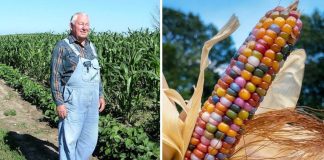 Este senhor é conhecido como “fazendeiro das cores” por conta de sua plantação de milhos coloridos.