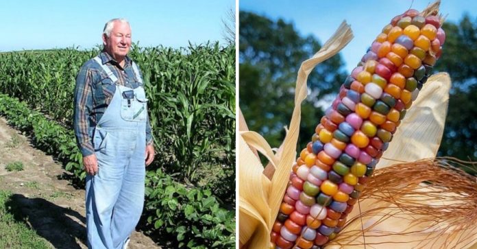 Este senhor é conhecido como “fazendeiro das cores” por conta de sua plantação de milhos coloridos.