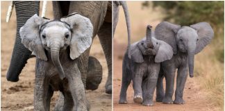 Triunfo histórico: Venda de elefantes africanos para zoológicos está proibida em todo o mundo