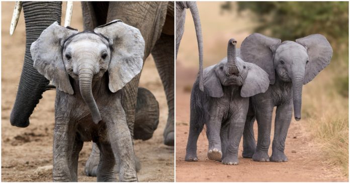 Triunfo histórico: Venda de elefantes africanos para zoológicos está proibida em todo o mundo