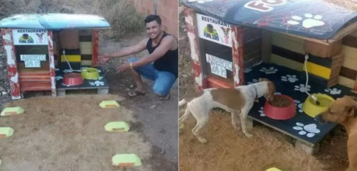 ‘Restaurante Fome Zero’: Projeto disponibiliza comida e água a animais de rua durante 24 por dia