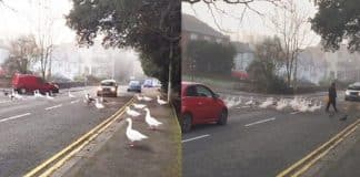 Homem alimenta todos os dias um grupo de cisnes, quando ele se atrasa, eles vão buscá-lo!
