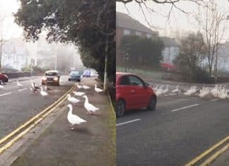Homem alimenta todos os dias um grupo de cisnes, quando ele se atrasa, eles vão buscá-lo!