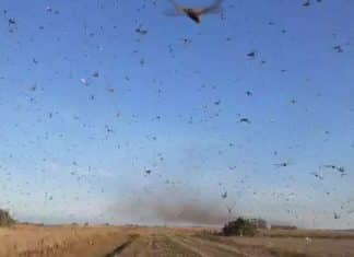 Nuvem de gafanhotos que se aproximava do Brasil muda de direção após frente fria