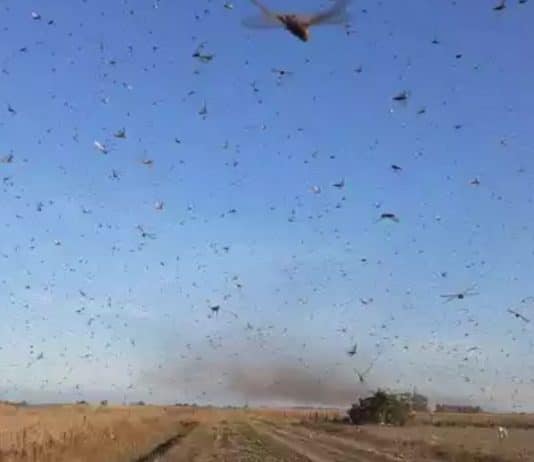 Nuvem de gafanhotos que se aproximava do Brasil muda de direção após frente fria