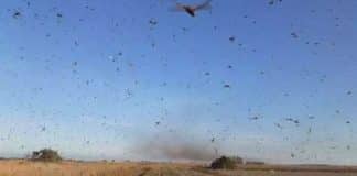 Nuvem de gafanhotos na fronteira com Brasil faz Argentina emitir alerta Nuvem de gafanhotos na fronteira com Brasil faz Argentina emitir alerta