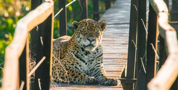 Onça aproveita ausência de turistas e se apropria de passarela antes usada por eles no Pantanal