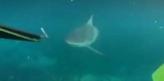 Adolescentes australianos filmam encontro com tubarão durante mergulho; assista.
