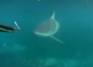 Adolescentes australianos filmam encontro com tubarão durante mergulho; assista.