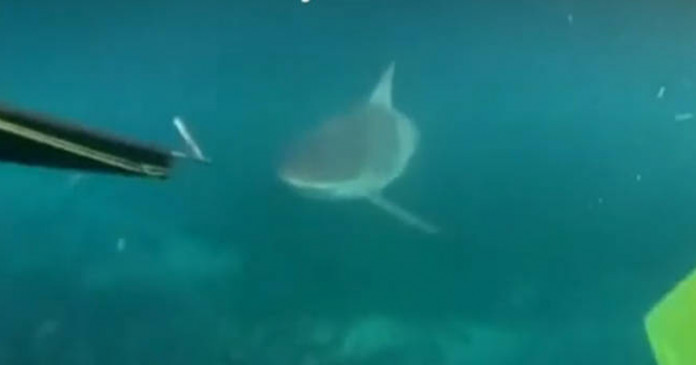 Adolescentes australianos filmam encontro com tubarão durante mergulho; assista.