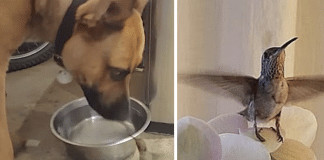 Cão salva vida de beija-flor e em agradecimento o pássaro se recusa a abandoná-lo; assista.