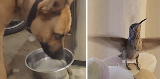Cão salva vida de beija-flor e em agradecimento o pássaro se recusa a abandoná-lo; assista.