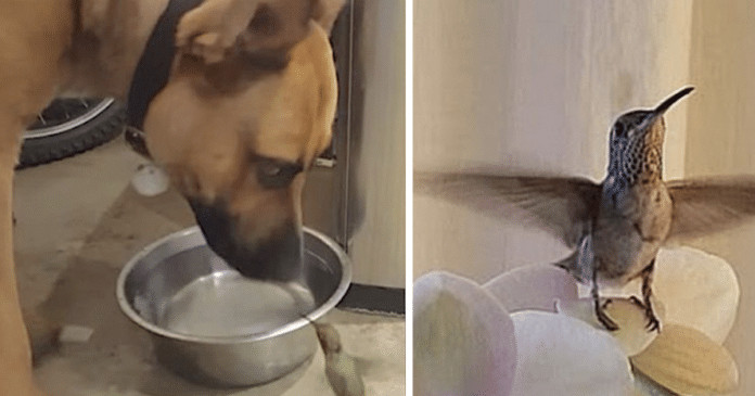 Cão salva vida de beija-flor e em agradecimento o pássaro se recusa a abandoná-lo; assista.