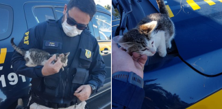Policial adota gatinho após flagrar motorista o arremessar do carro.
