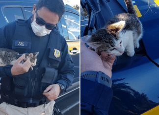 Policial adota gatinho após flagrar motorista o arremessar do carro.