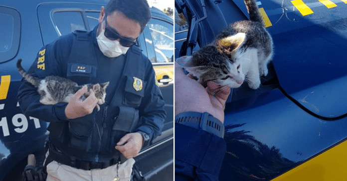 Policial adota gatinho após flagrar motorista o arremessar do carro.