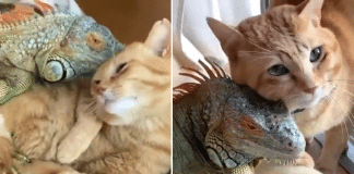 Gatinho carinhoso usa as escamas de seu amigo iguana para se coçar. Os dois parecem adorar!