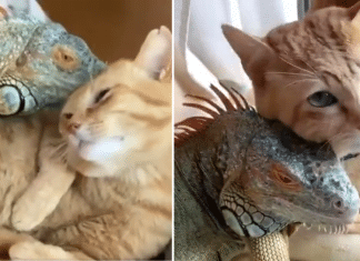 Gatinho carinhoso usa as escamas de seu amigo iguana para se coçar. Os dois parecem adorar!