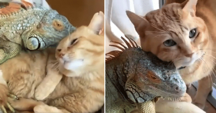 Gatinho carinhoso usa as escamas de seu amigo iguana para se coçar. Os dois parecem adorar!