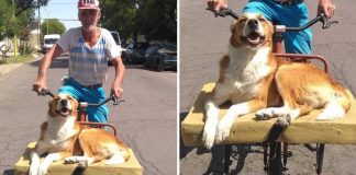 Esse cão ama passear de bicicleta com seu dono. Ele tem até uma caminha para desfrutar melhor o passeio!