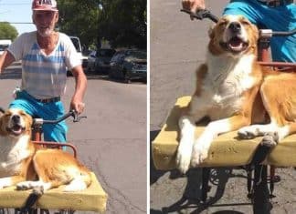 Esse cão ama passear de bicicleta com seu dono. Ele tem até uma caminha para desfrutar melhor o passeio!