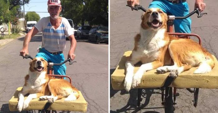 Esse cão ama passear de bicicleta com seu dono. Ele tem até uma caminha para desfrutar melhor o passeio!