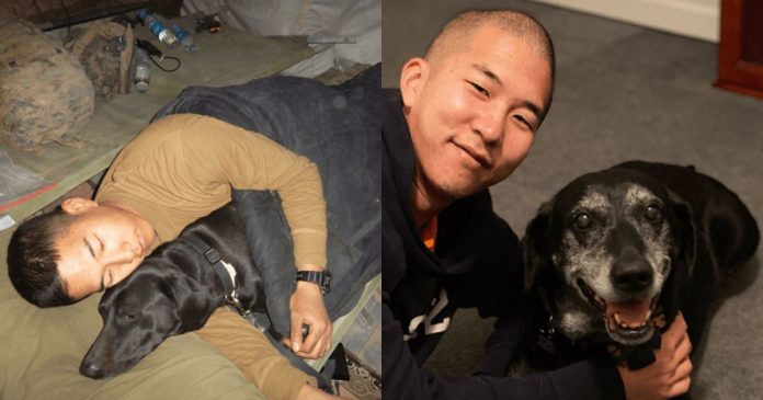 Cabo da marinha americana adota cachorra farejadora de explosivos que salvou sua vida no Afeganistão