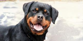 Cão rottweiler passa a noite cuidando de bebê abandonado e salva sua vida Cão rottweiler passa a noite cuidando de bebê abandonado e salva sua vida