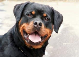 Cão rottweiler passa a noite cuidando de bebê abandonado e salva sua vida