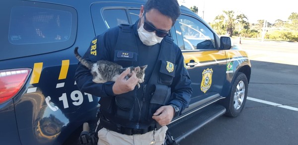 contioutra.com - Policial adota gatinho após flagrar motorista o arremessar do carro.