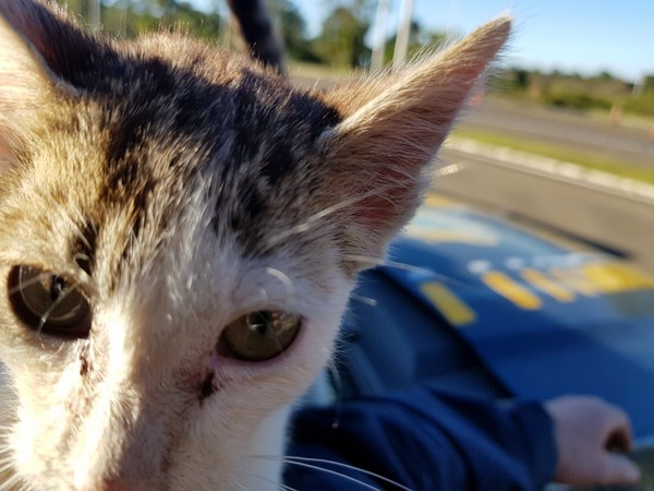 contioutra.com - Policial adota gatinho após flagrar motorista o arremessar do carro.