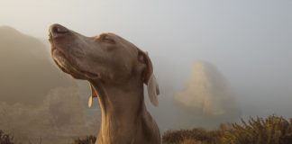 Cães podem farejar COVID-19 em suor de pessoas infectadas, afirmam cientistas