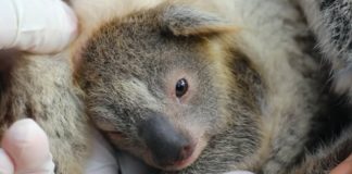 Zoológico australiano dá as boas-vindas a Ash, primeiro coala nascido após incêndios florestais