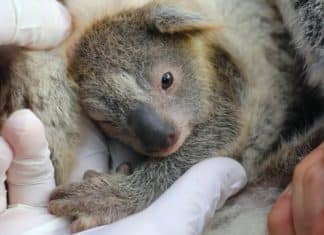 Zoológico australiano dá as boas-vindas a Ash, primeiro coala nascido após incêndios florestais