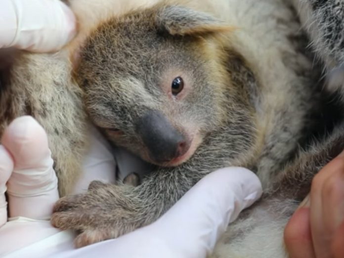 Zoológico australiano dá as boas-vindas a Ash, primeiro coala nascido após incêndios florestais