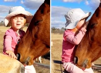 Garotinha viraliza ao cantar para seus amigos cavalos. Eles parecem adorar; assista.