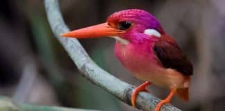 Cientistas fotografam bebê martim-pescador pela primeira vez; uma das criaturas mais magníficas da natureza