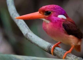 Cientistas fotografam bebê martim-pescador pela primeira vez; uma das criaturas mais magníficas da natureza