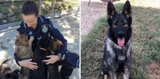 Pastor alemão foi demitido da polícia por ser muito carinhoso. Ele prefere brincar!