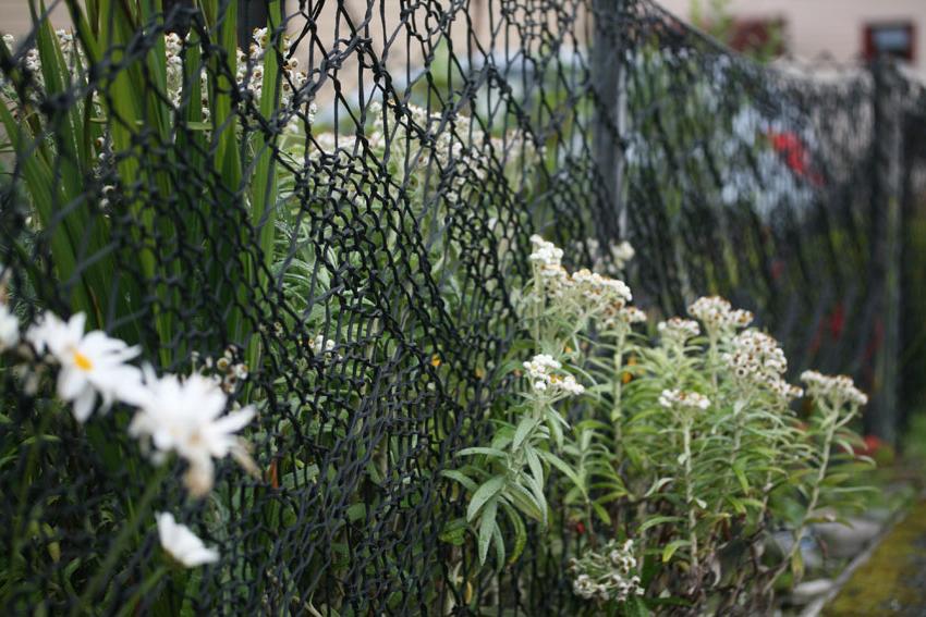 contioutra.com - Essa mulher trocou as grades de seu jardim por cercas que ela mesmo tricotou. O resultado é lindo!